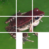 frog1